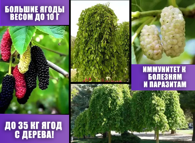 Заголовок