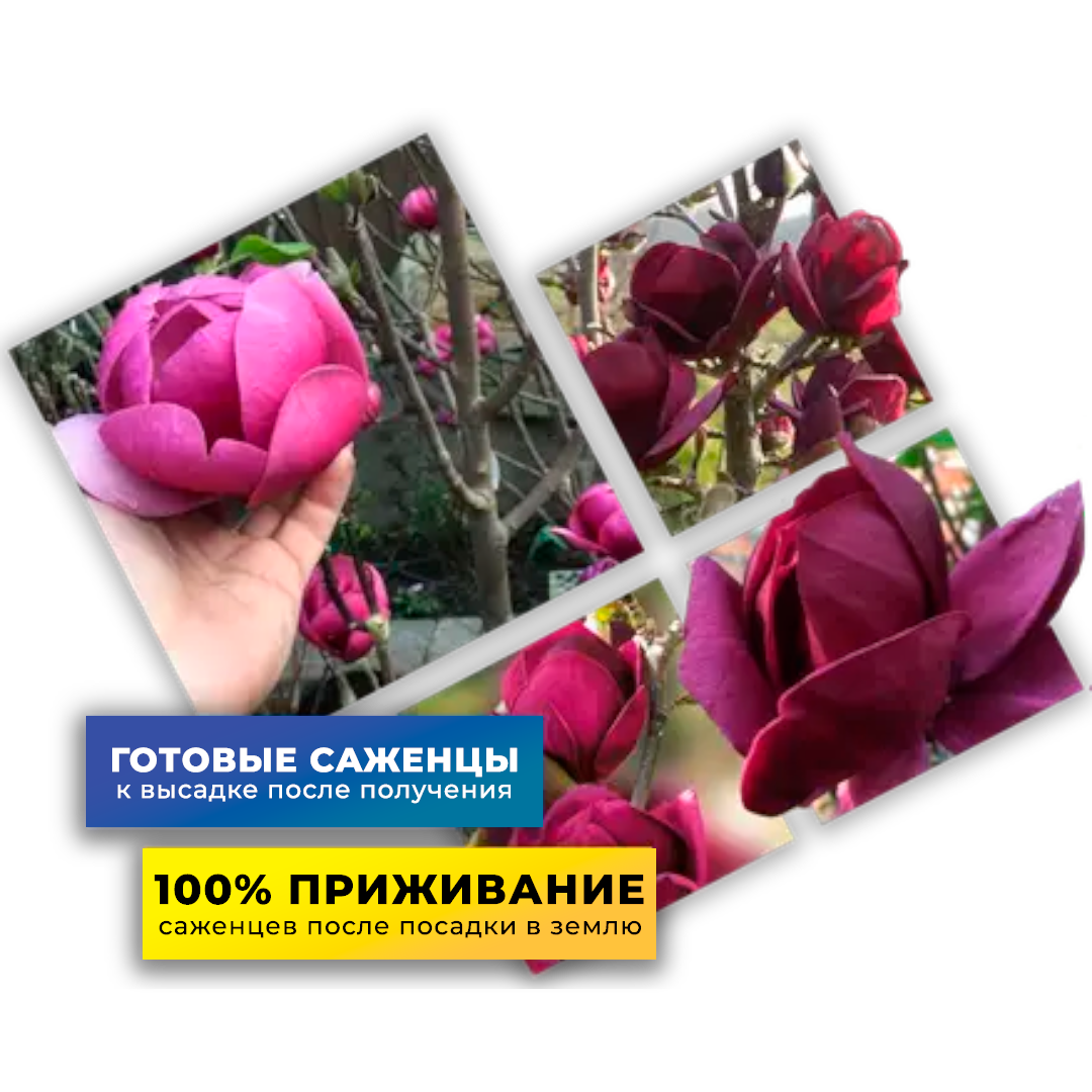 Заголовок